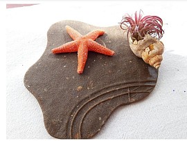 The Original Starfish Sculpture