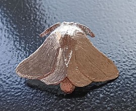 December Moth