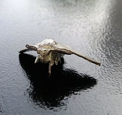 Front view