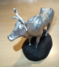 Zebu front
